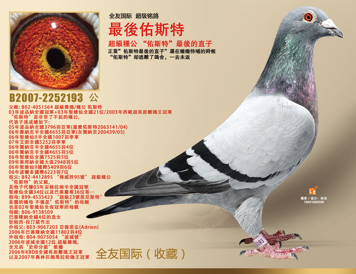 林伯格.最后佑斯特_全友国际铭鸽-中信网爱鸽商城