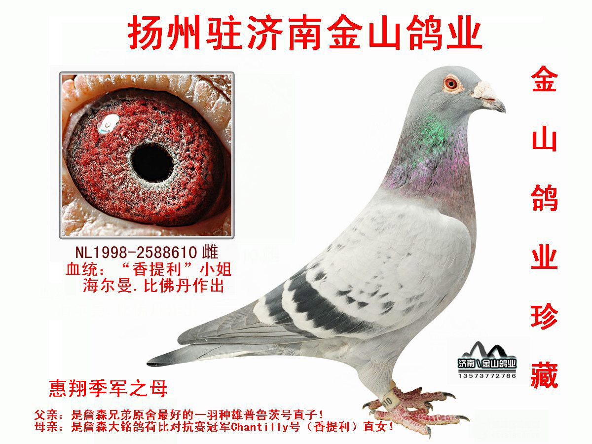 詹森"019"x詹森"香提利"小姐_中国金山鸽业_ ag188.
