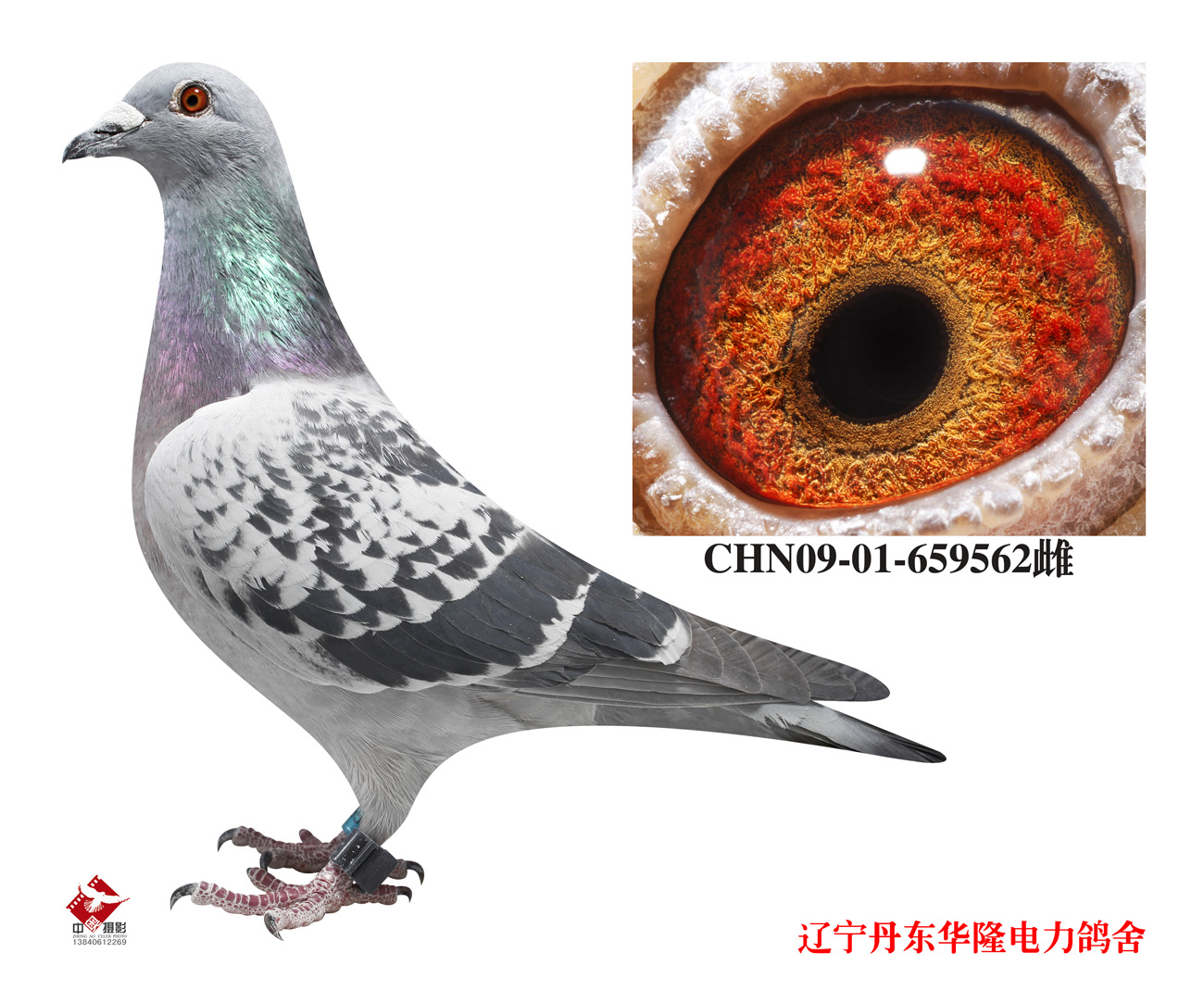 特留种鸽