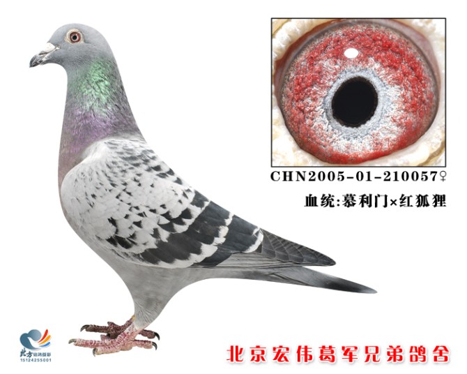 信鸽特征