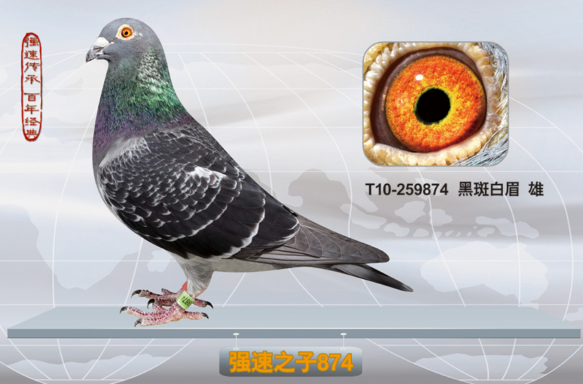 信鸽特征