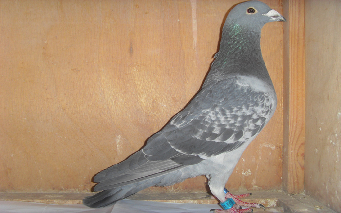 米歇尔,贝克,杨阿腾出售_河北炜翔鸽舍-中信网