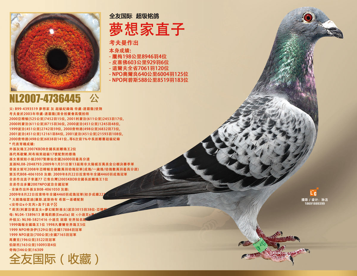 速霸龙(梦想家直子)_全友国际铭鸽-中信网爱鸽商城
