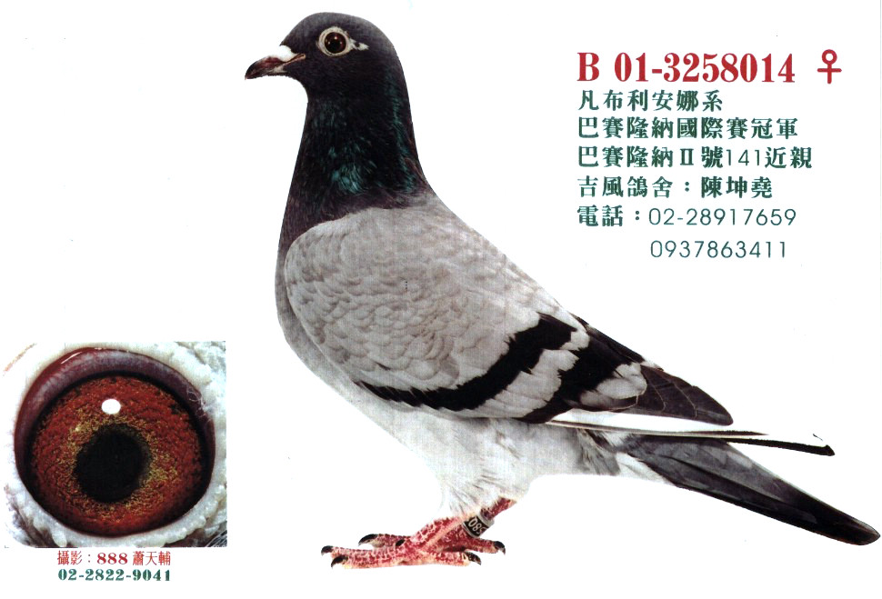 凡布014_台湾吉风鸽舍_ ag188.com爱鸽商城_中国信鸽