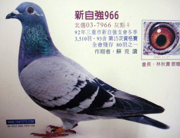 血 统: 凡布利安娜×金库×司翠克鲍特×奥斯卡