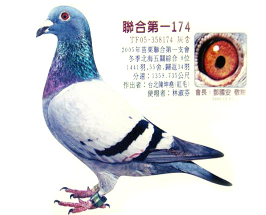 台湾吉风鸽舍"红毛"在台获奖鸽