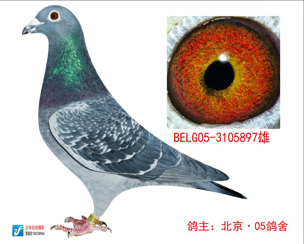 斯翠克鲍特-北京05鸽舍-中信网爱鸽商城