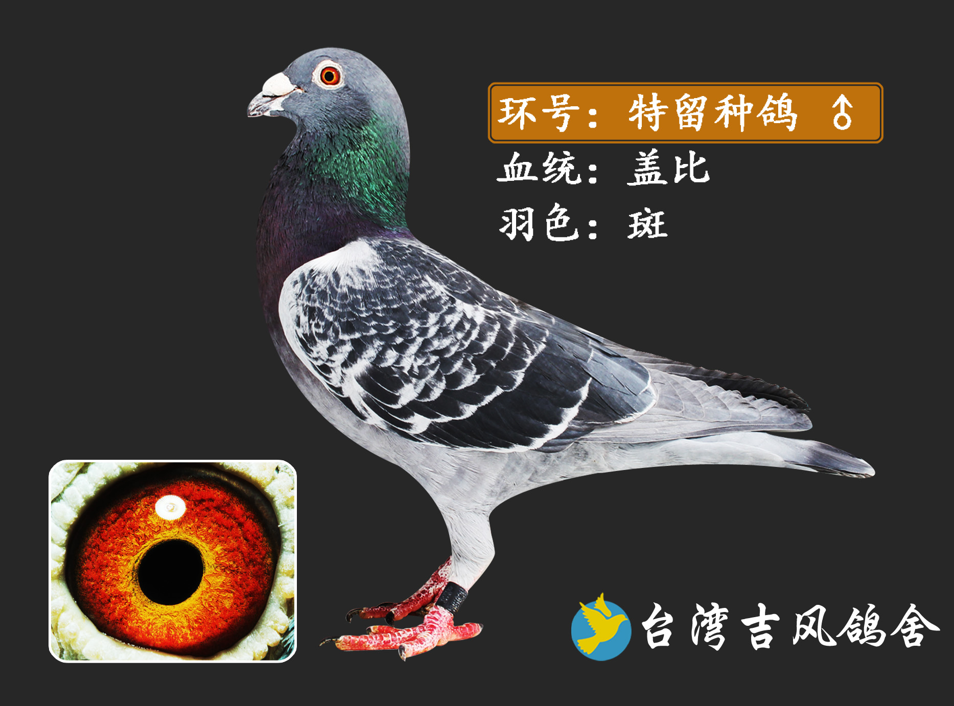 盖比_台湾吉风鸽舍_ ag188.com爱鸽商城_中国信鸽信息