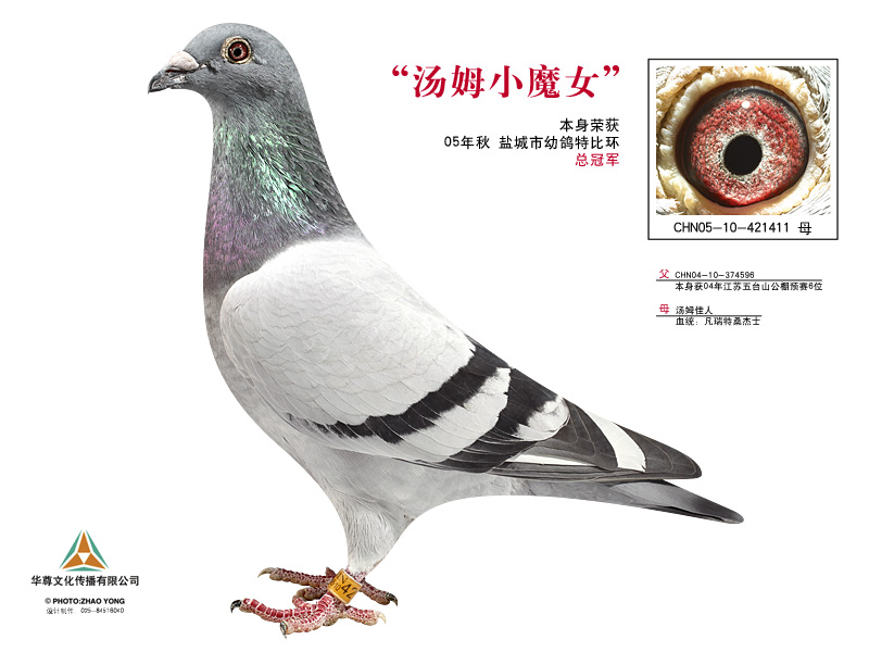 特比冠军-汤姆<em>小魔女</em>(公棚冠军之母)_江苏铁军