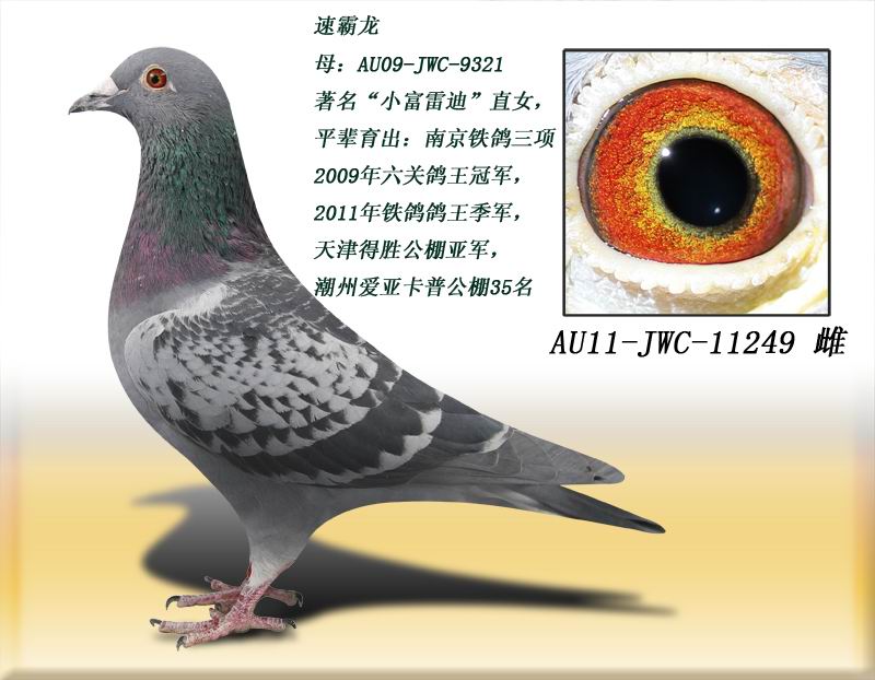 速霸龙249