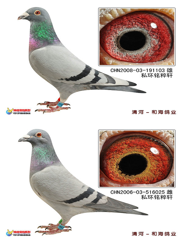 罗森.波斯桑杰士第九配对