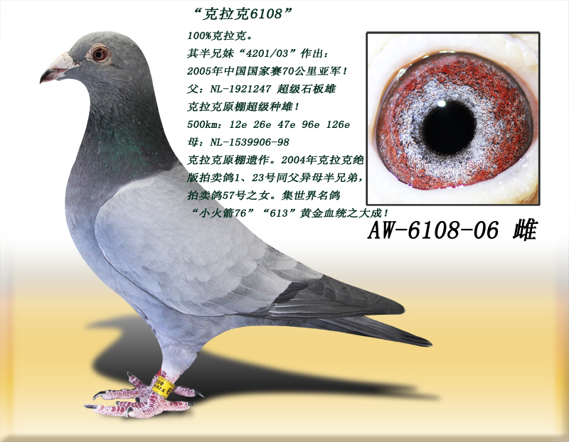 克拉克6108_得元林海信鸽养殖中心-中信网爱鸽商城