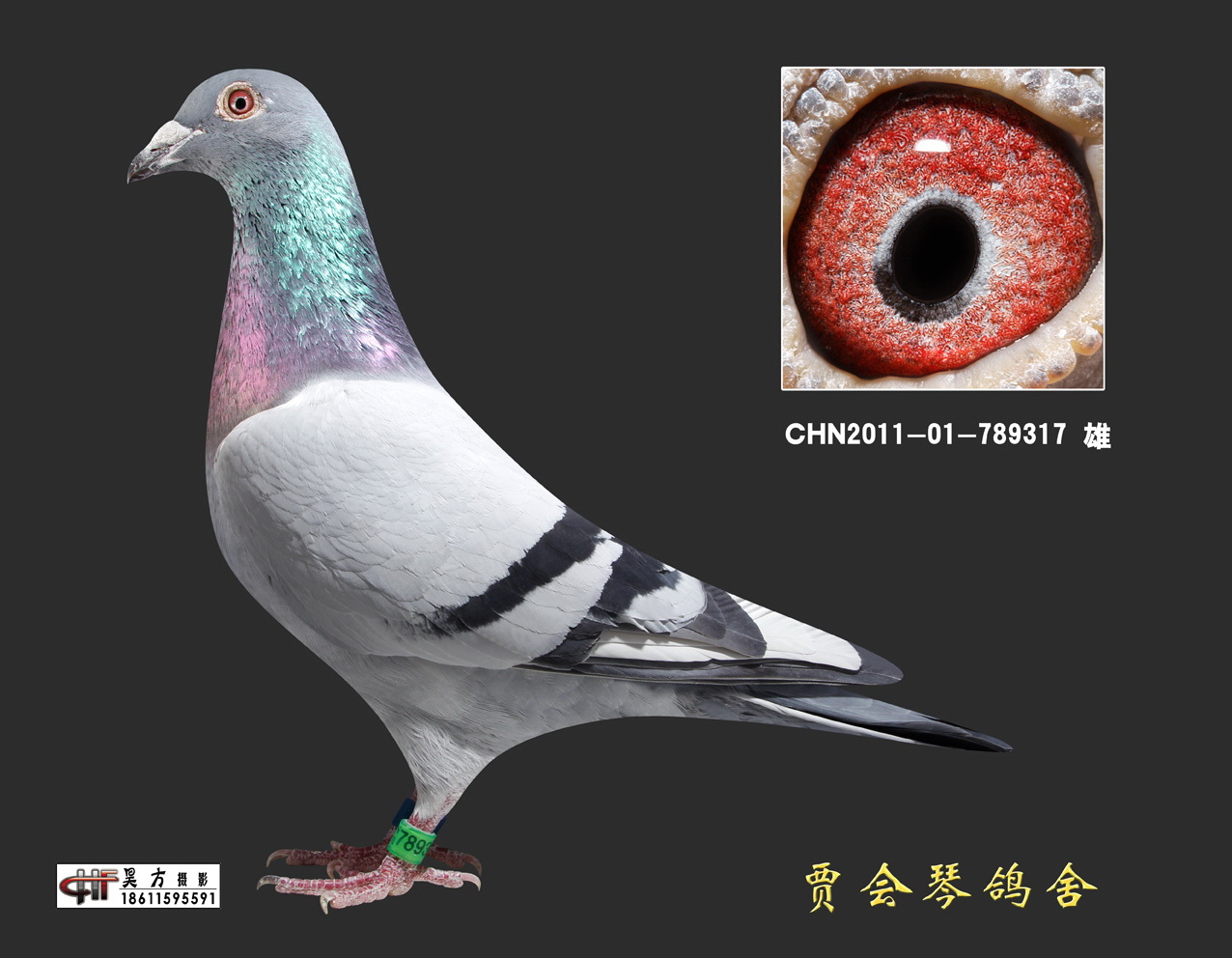 信鸽特征