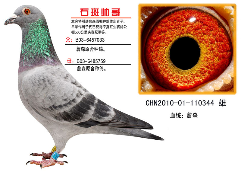 石斑帅哥_贵州五环鸽园_ag188.com爱鸽商城_中国信鸽信息网