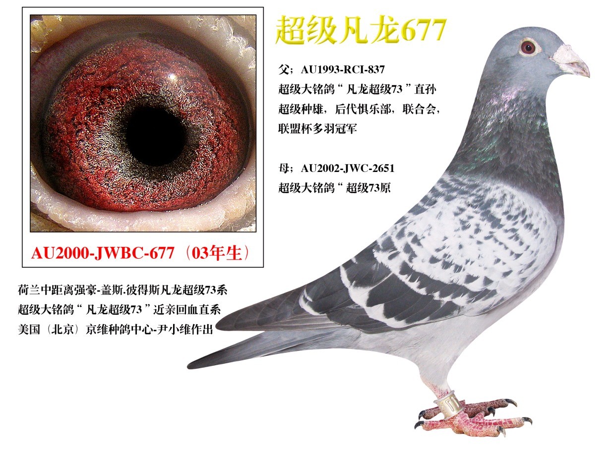 超级凡龙677