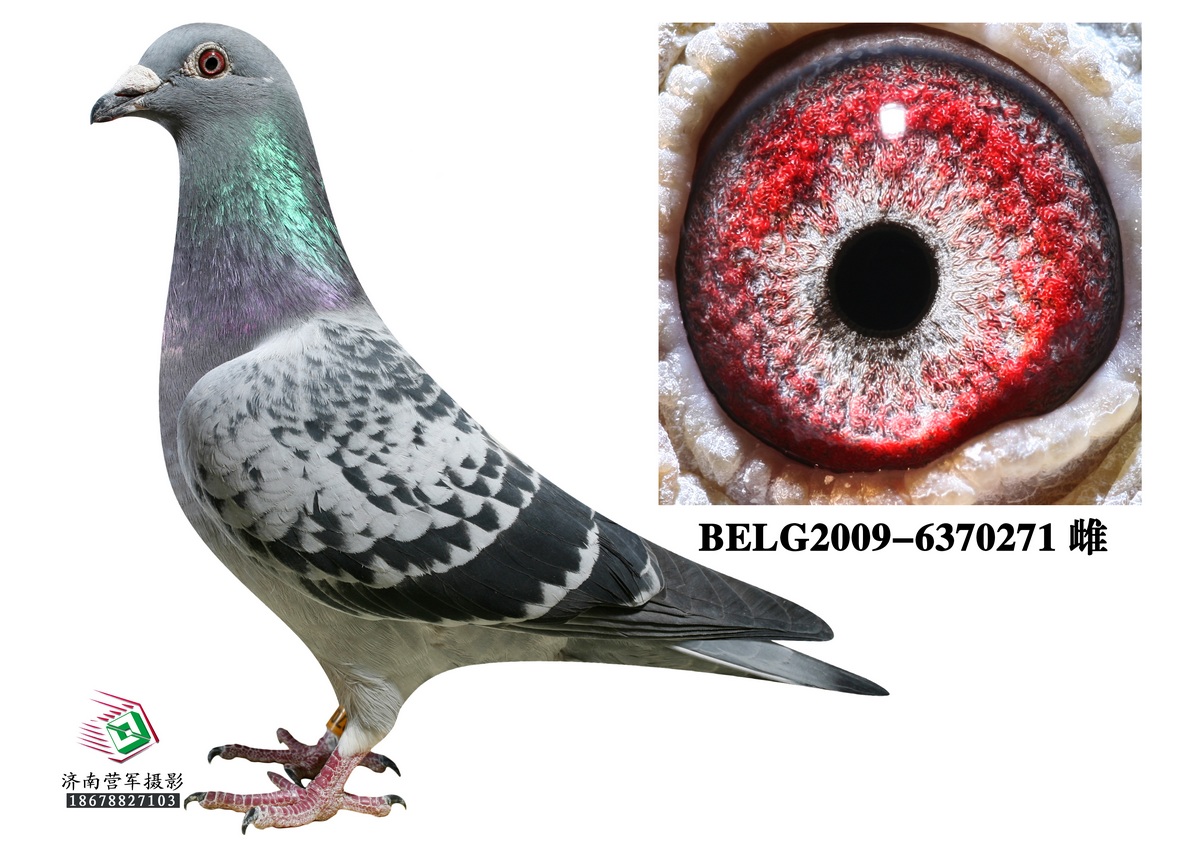 詹森0990*詹森019_济南佟丽君鸽舍_ ag188.c