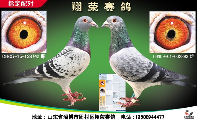 银影黄金配对_翔荣赛鸽_ ag188.com爱鸽商城