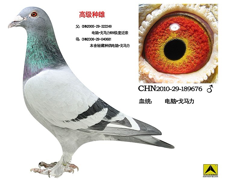 电脑戈马力_宁夏宁东宋兵_ ag188.com爱鸽