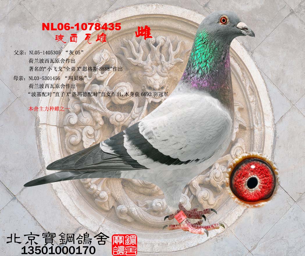 波西瓦雌