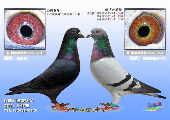 黄金配对3