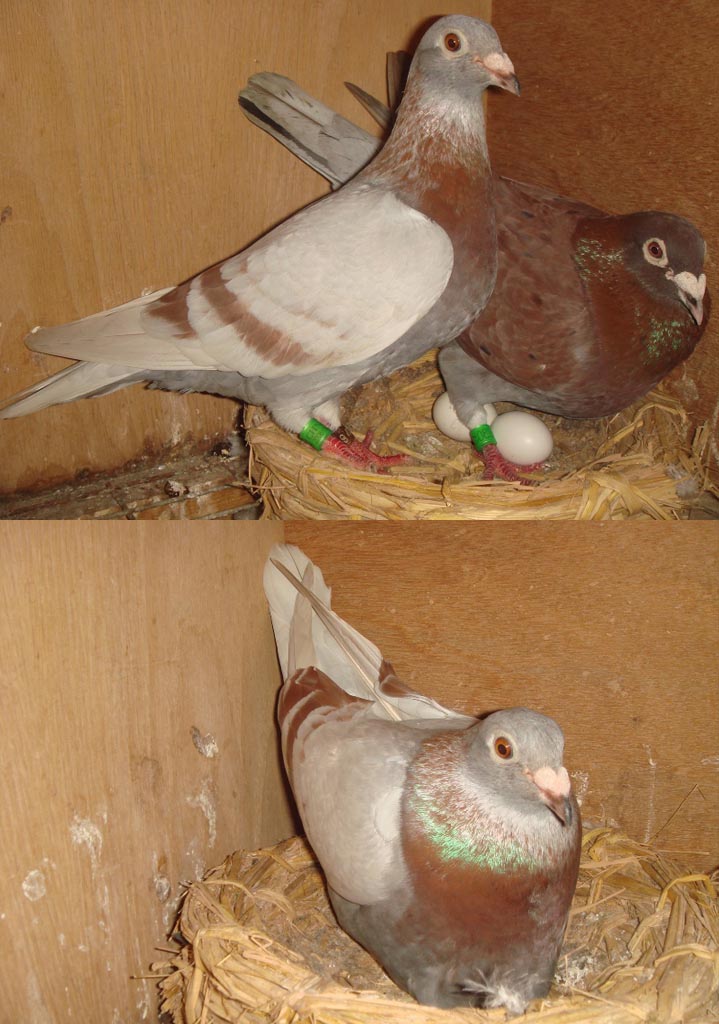 2012年汕头市金园实验中学、龙湖实验中学新