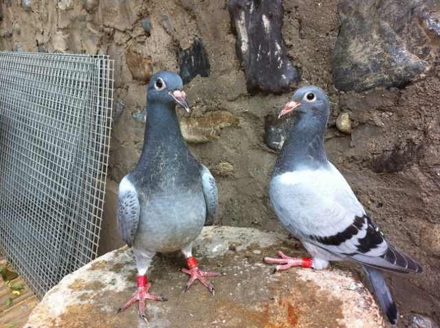 极度近亲飞戈家族_北京05鸽舍-中信网爱鸽商城