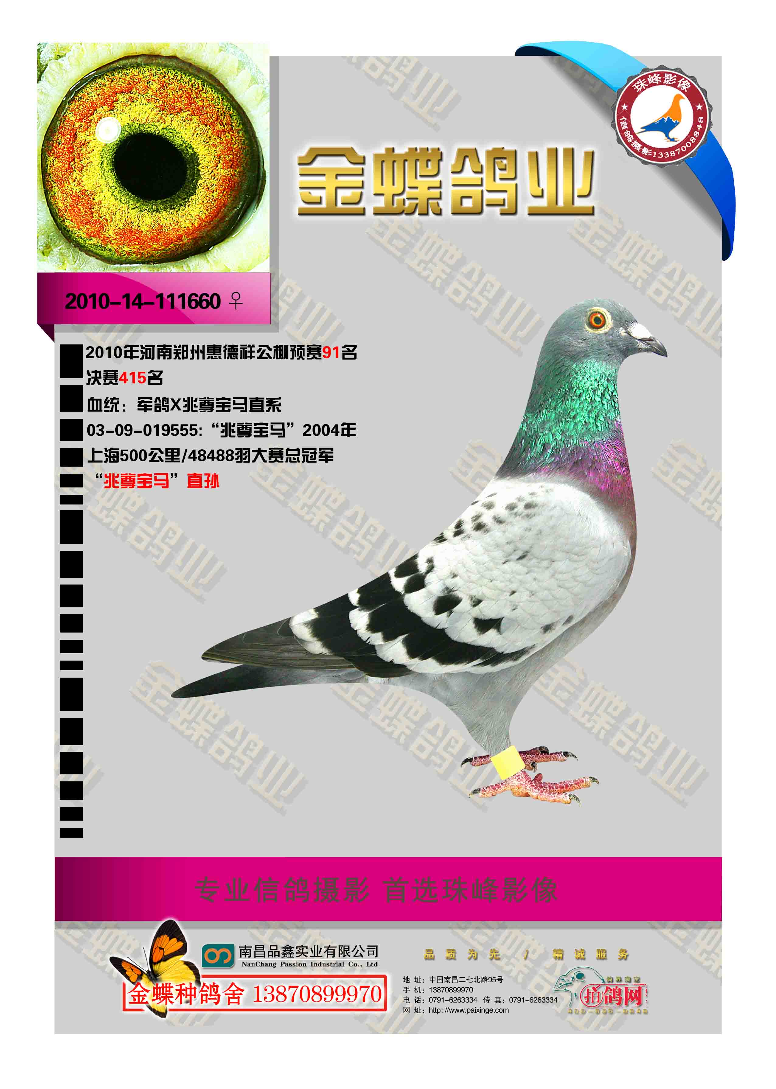 "中国军鸽"后代卉德祥公棚预赛91名