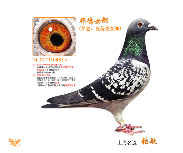 com爱鸽商城_中国信鸽信息网