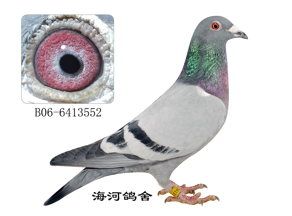 凡龙_天津海河鸽舍-中信网爱鸽商城