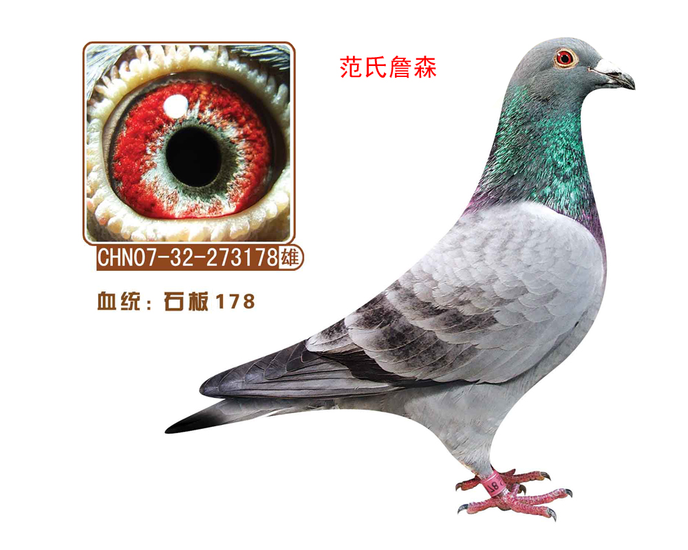 石板178(范氏詹森)