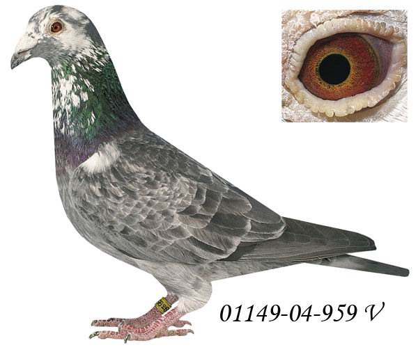 ���أ�����