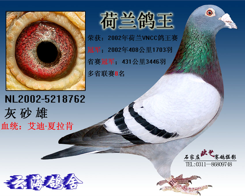 com爱鸽商城_中国信鸽信息网