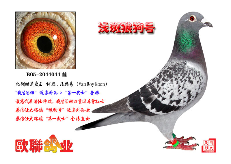 ǳ���ǹ���