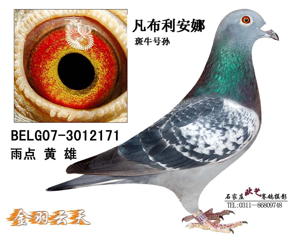凡布利安娜斑牛号孙171已转让