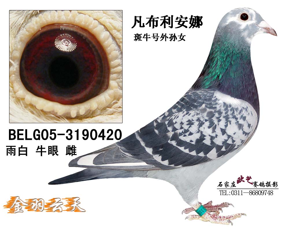 凡布利安娜斑牛号外孙女420已转让_金羽云天鸽舍-中信