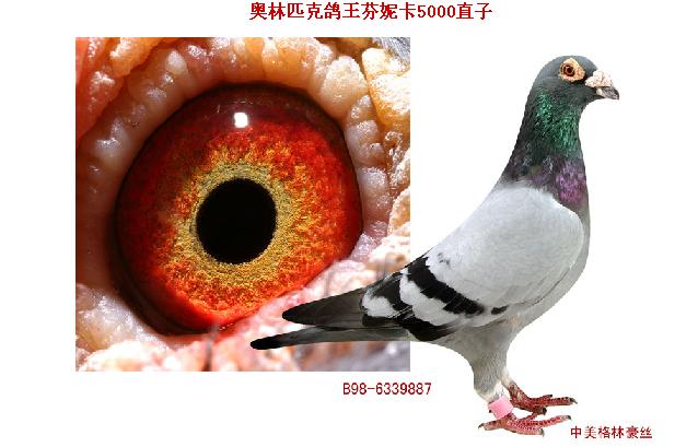奥林匹克鸽王芬妮卡5000直子