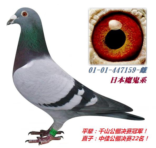 现役种鸽/魔鬼447159