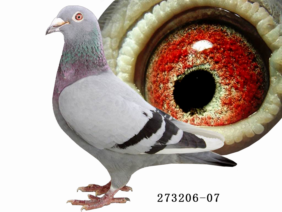 电脑206雄