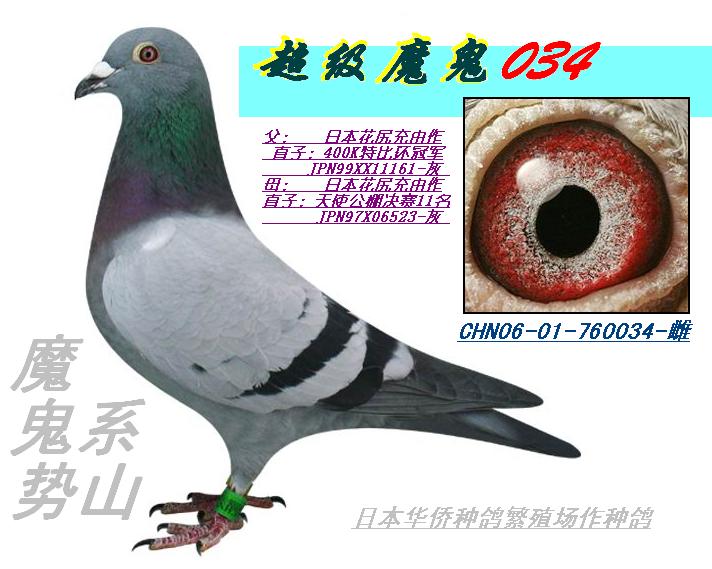 商城首页 日本花尻魔鬼系 400k冠军异母平辈/公棚11名异父平辈