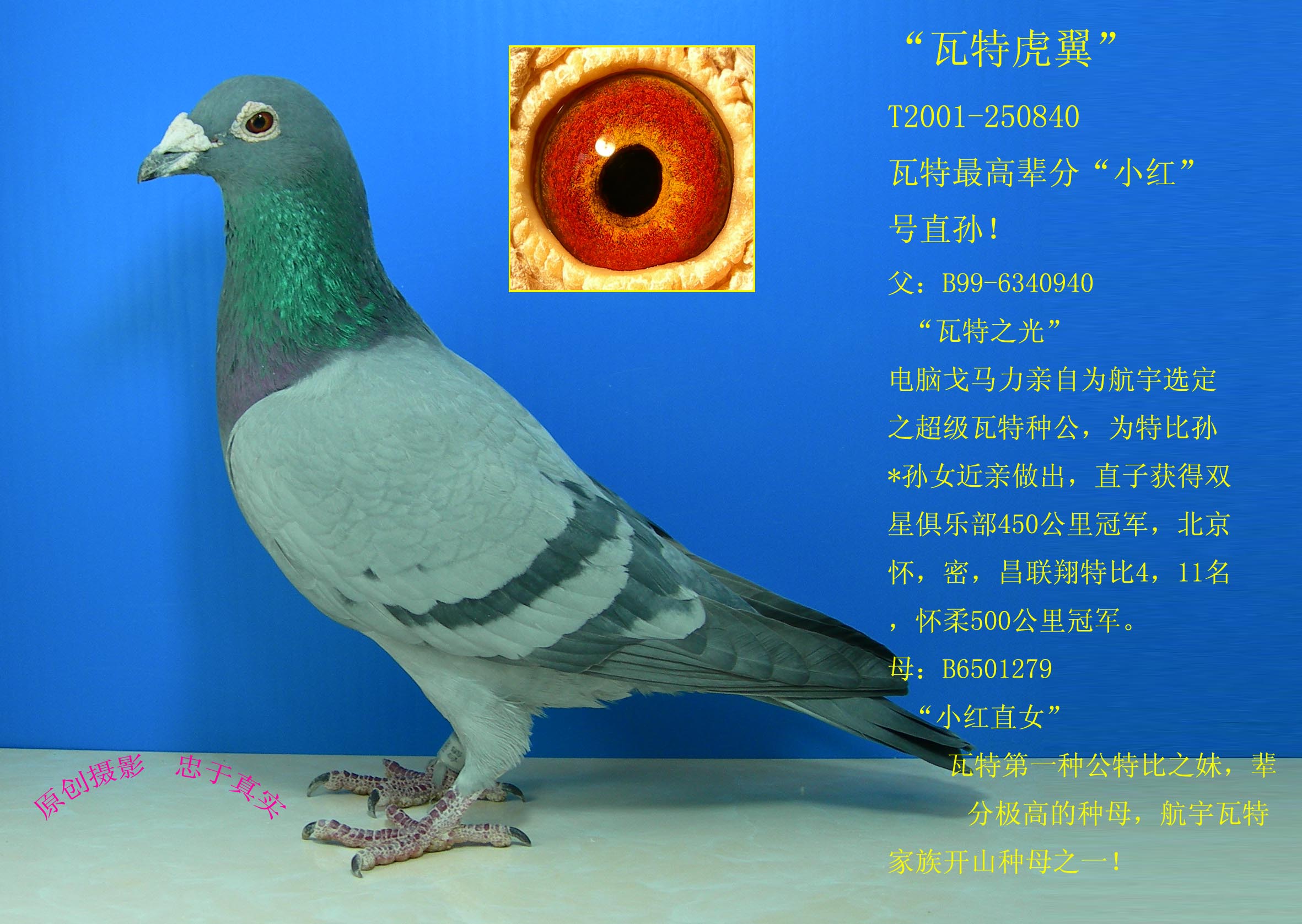 瓦特虎翼_北京航宇竞翔集团-中信网爱鸽商城