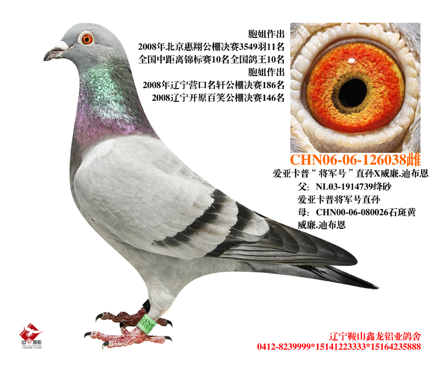 <em>时代靓妹</em>--鑫龙铝业作育_鑫龙铝业鸽舍_ag188