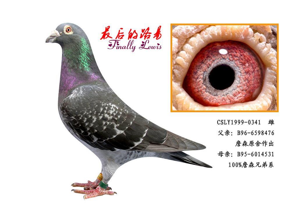 ... 詹森赛鸽图片图片_比利时詹森赛鸽图片图片下载