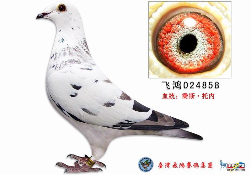 乔斯托内_台湾飞鸿集团-中信网爱鸽商城