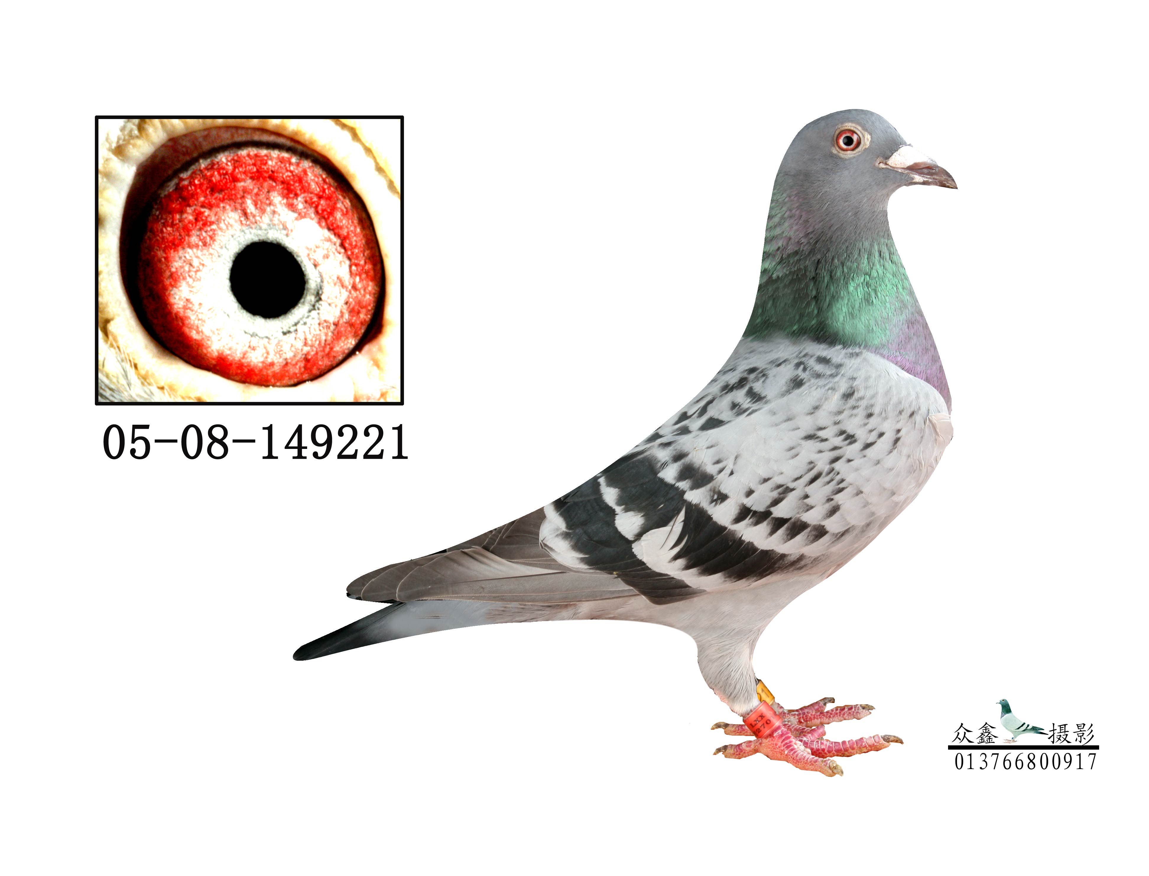 信鸽和普通鸽子的营养价值 H42995.jpg