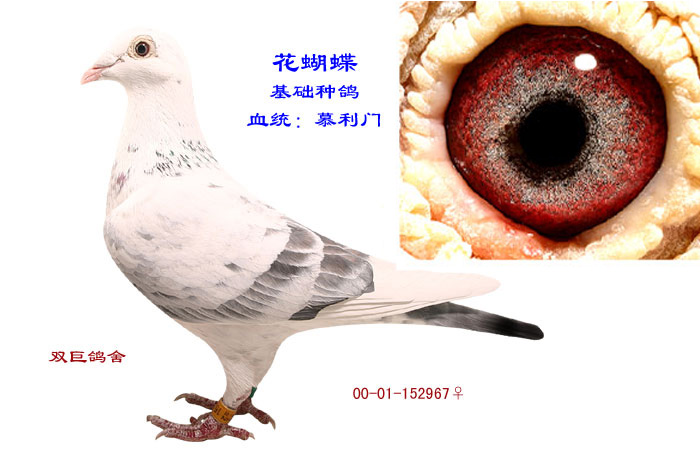 花蝴蝶
