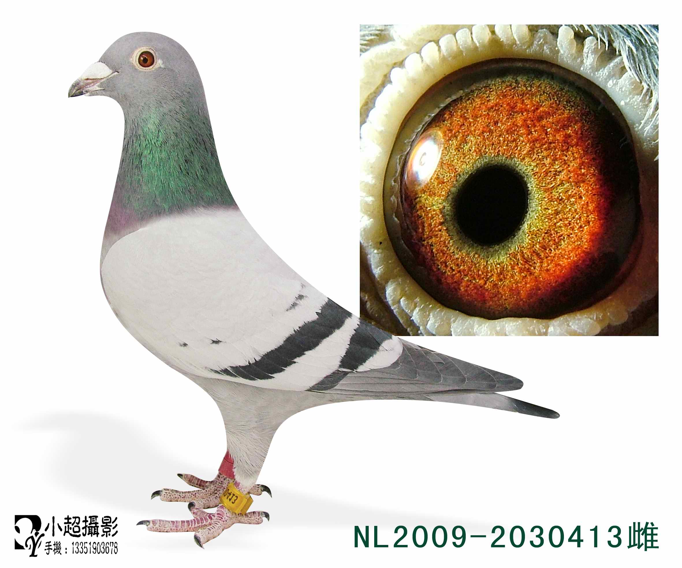 413_刘怀勇鸽舍_+ag188.com爱鸽商城