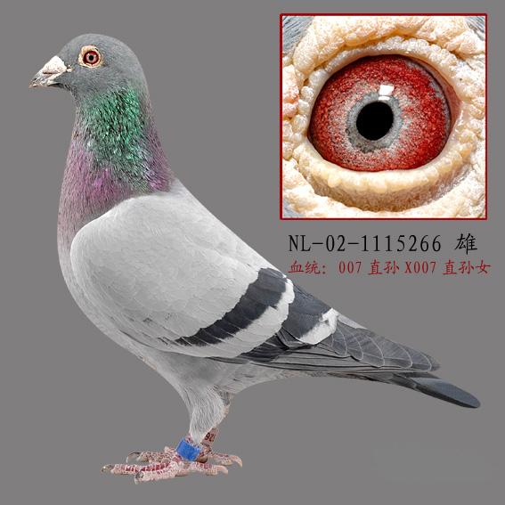 信鸽特征