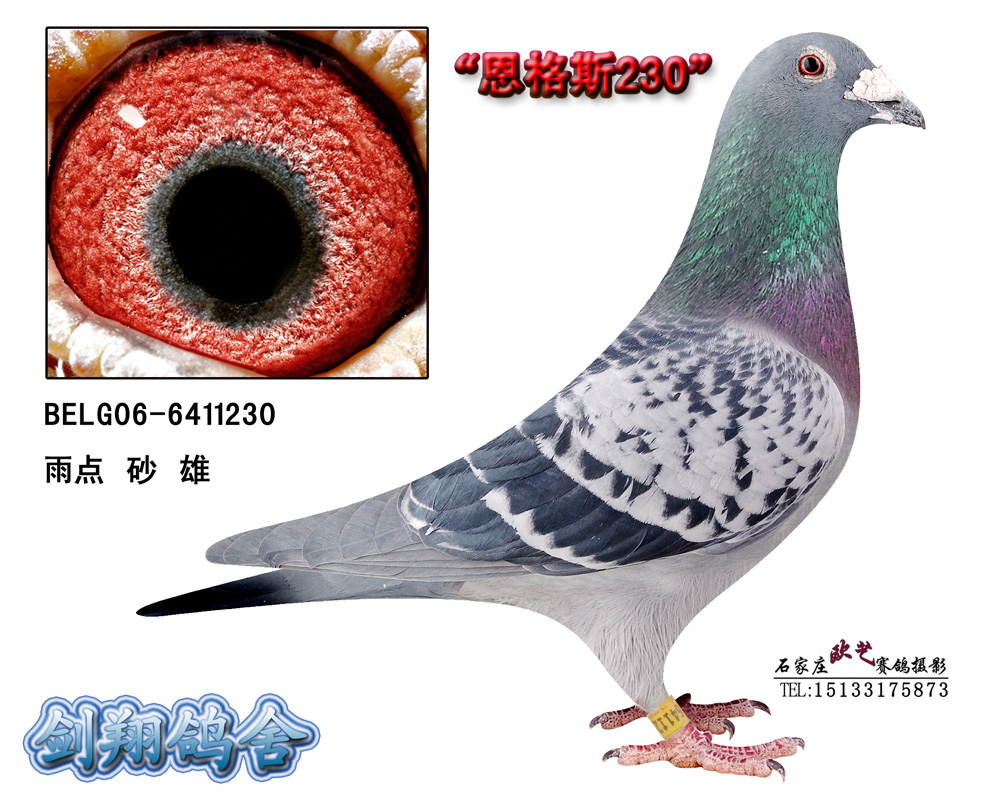 恩格斯230_剑翔鸽舍_ ag188.com爱鸽商城_中国信鸽