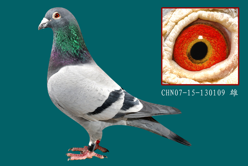 凡王路易孙代_飞利来赛鸽_ ag188.com爱鸽商