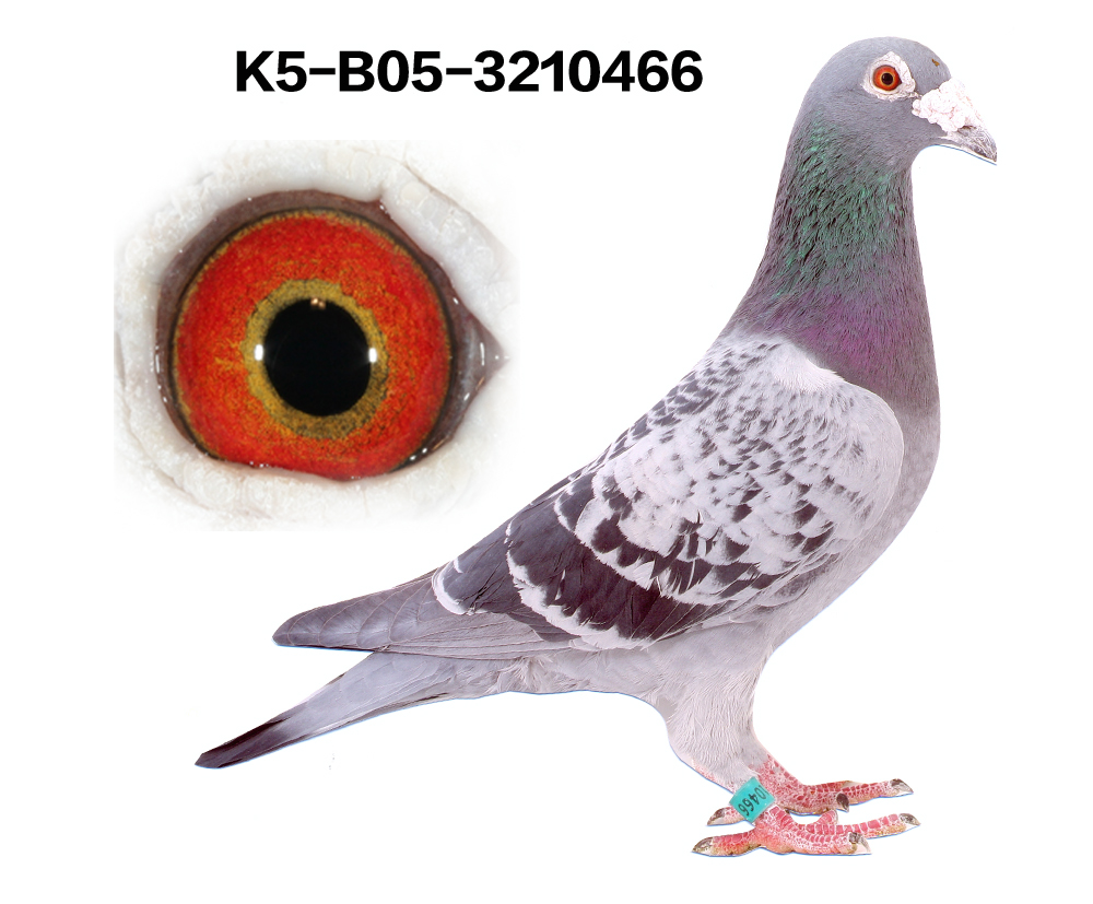 H59124.jpg